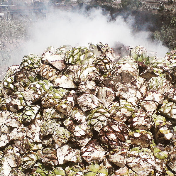 cocimiento de agave