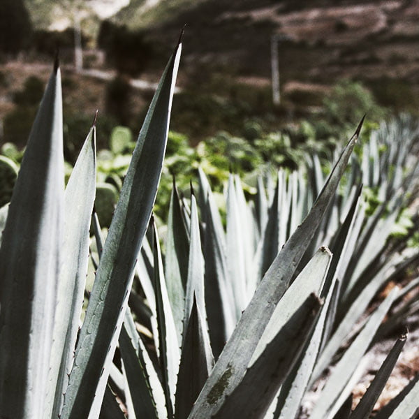 cultivo de agaves