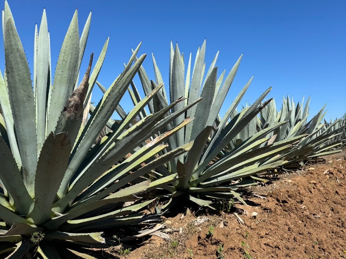 CampoDeAgaves